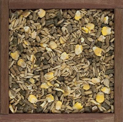 race horse vitamins|Nutrition and Special Diet for Race Horses.